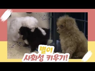 반려동물 사회성 키우기 [오 마이 펫 시즌2] 9회