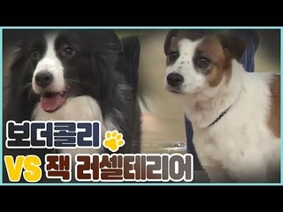 보더콜리 vs 잭 러셀 테리어 [쳇 닥터스 시즌2] 8회