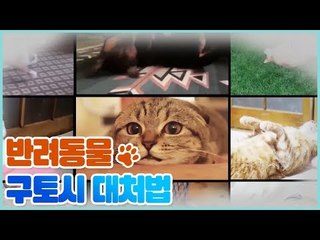 반려동물 구토 시 대처법 [쳇 닥터스 시즌2] 8회