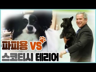 파피용 vs 스코티시테리어 [펫 닥터스 시즌2] 10회
