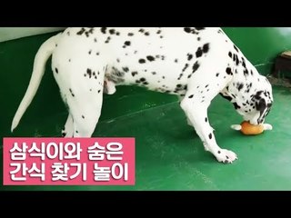 삼식이와 숨은 간식 찾기 놀이 [여자친구! 강아지를 부탁해] 7회