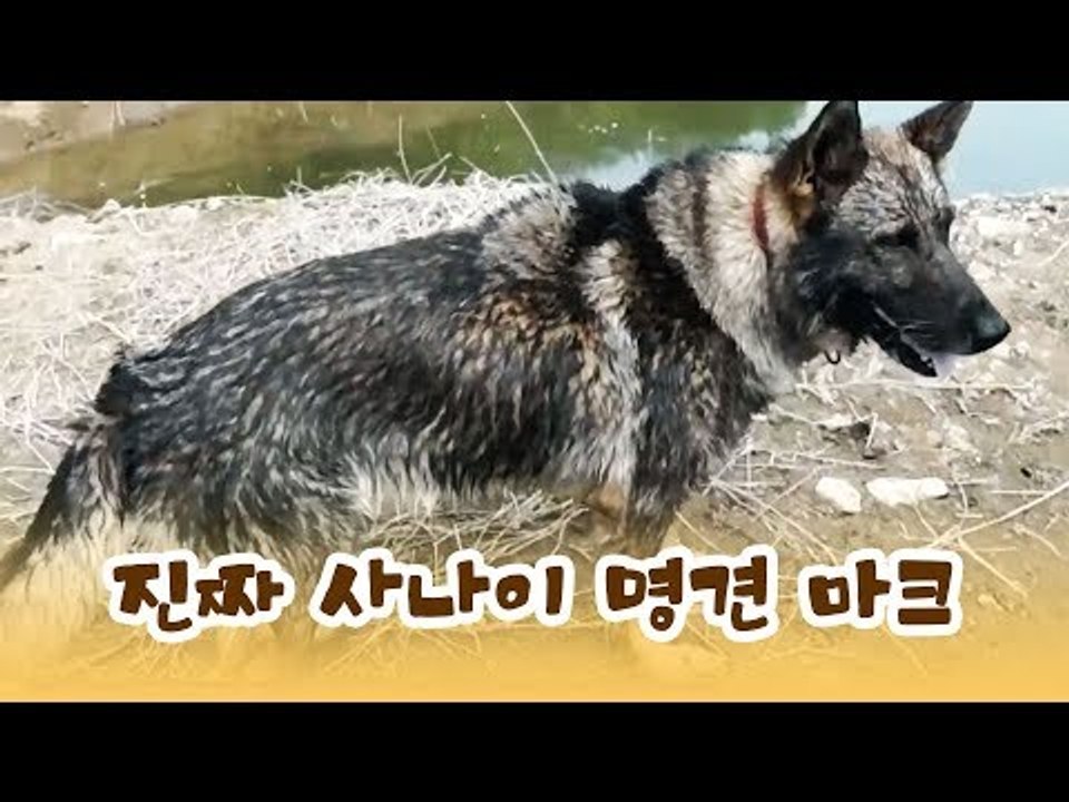 명견 중에 명견! 진짜 사나이 마크를 만나다 [윤형빈의 팔도견문록] 4회