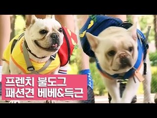 패션 피플 프렌치 불도그 가족과의 만남 [여자친구! 강아지를 부탁해] 9회