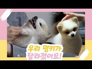 우리 밍키가 달라졌어요 [오 마이 펫 시즌2] 11회