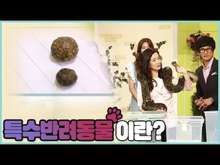 특수 반려동물이란? [펫 닥터스 시즌2] 11회