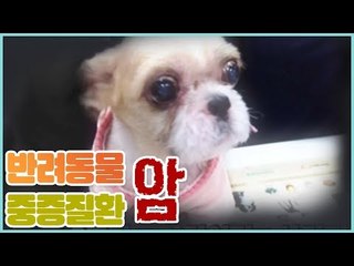 중증질환 시리즈 반려동물의 암 [펫 닥터스 시즌2] 11회