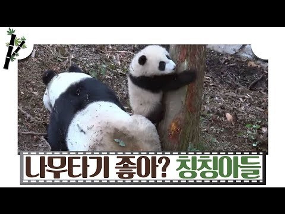 나무 타길 좋아하는 아기 판다 칭칭 [판다극장] 2회