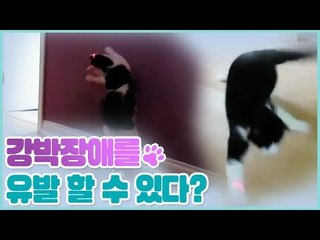 강박장애를 유발할 수 있는 놀이? [펫 닥터스 시즌2] 12회