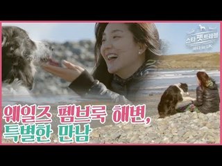 웨일즈 펨브룩 해변 그리고 특별한 만남 [스타 펫 트래블 바다 in 영국] 2회