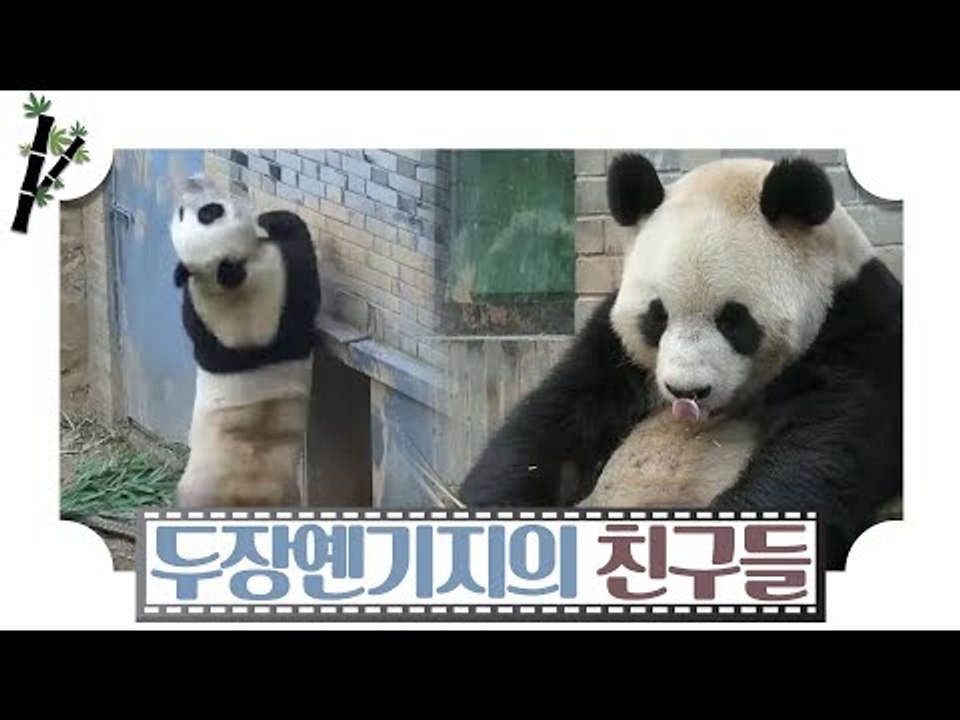판다 전문병원 두장옌기지의 특별한 친구들 [판다극장] 3회