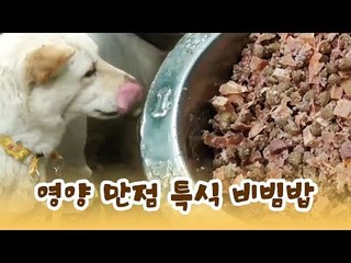 사랑이를 위한 영양 만점 특식 비빔밥 [윤형빈의 팔도견문록] 8회