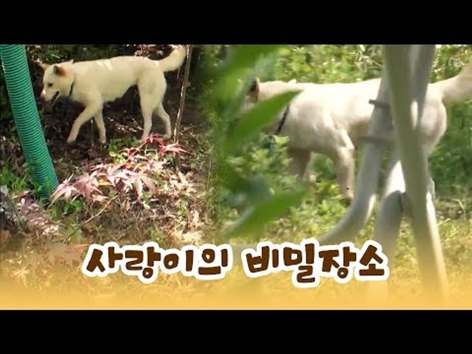 자꾸 어딘가를 가는 사랑이의 비밀 장소? [윤형빈의 팔도견문록] 8회