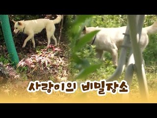 자꾸 어딘가를 가는 사랑이의 비밀 장소? [윤형빈의 팔도견문록] 8회