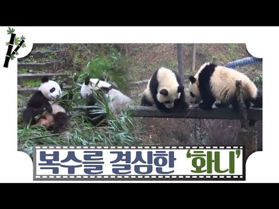 복수를 결심한 아기 판다 화니 [판다극장] 8회