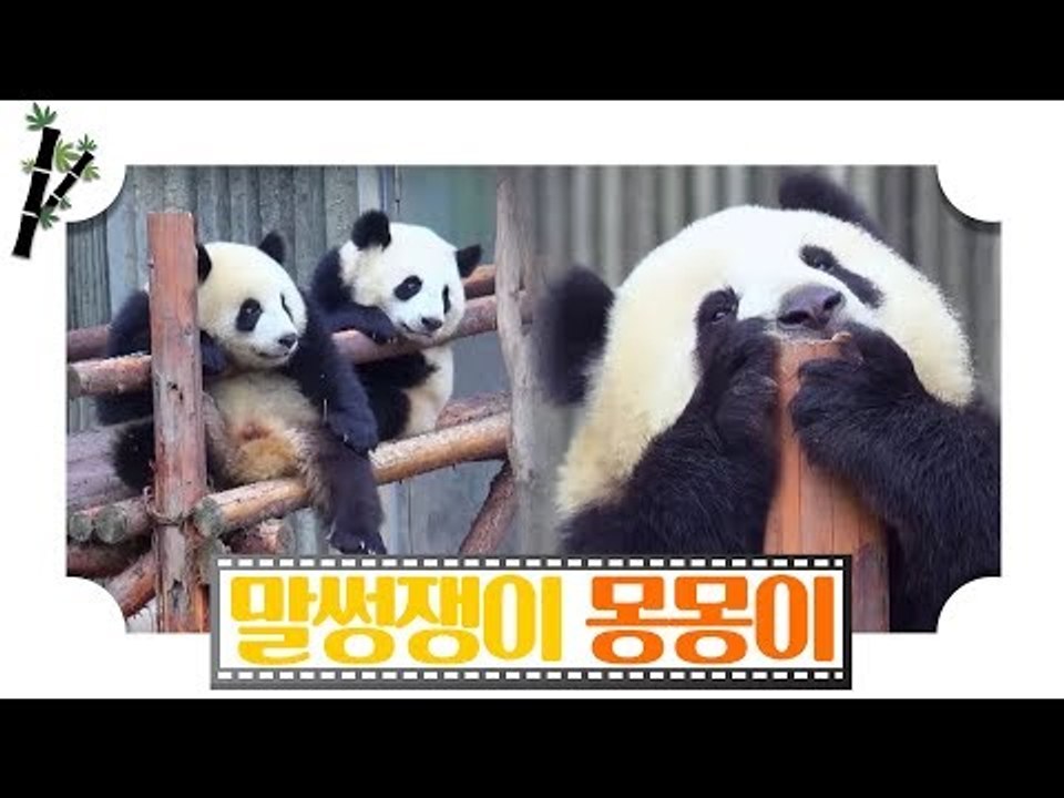 말썽쟁이 아기 판다, 몽몽이 [판다극장] 8회