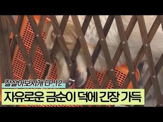 자유로운 금순이 덕에 긴장 가득한 승오네 가족 [잘살아보시개 시즌2] 12회