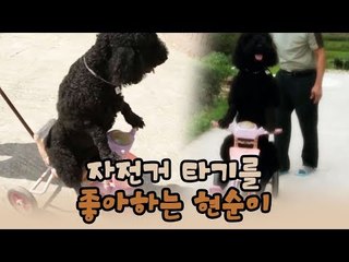 자전거 타는 걸 좋아하는 강아지 현순이 [윤형빈의 팔도견문록 시즌2] 3회
