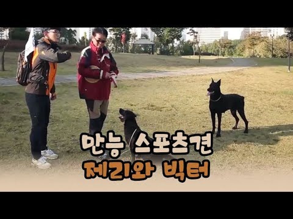 만능 스포츠견 제리와 빅터를 소개합니다! [윤형빈의 팔도견문록 시즌2] 6회