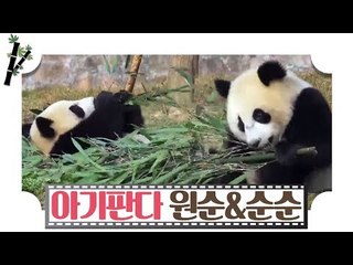 귀염 뽀짝♥ 아기 판다 원순이와 순순이 [판다극장] 6회
