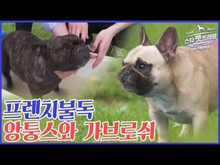 프렌치불독 앙퉁스와 가브로쉬 [스타 펫 트래블 in 프랑스] 1회