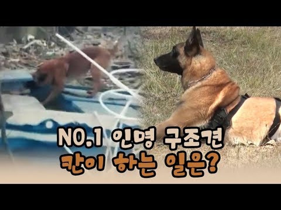 NO.1 인명 구조견 칸이 하는 일은? [윤형빈의 팔도견문록 시즌2] 7회