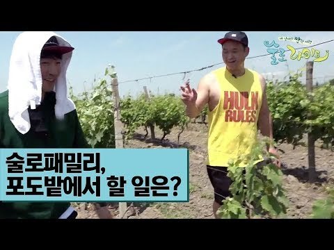 술로패밀리, 포도밭에서 할 일은? [술로라이프] 2회