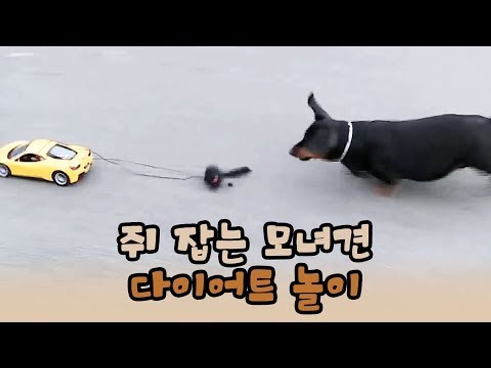 쥐 잡는 모녀견, 숯댕이와 함께 다이어트 놀이 [윤형빈의 팔도견문록 시즌2] 8회
