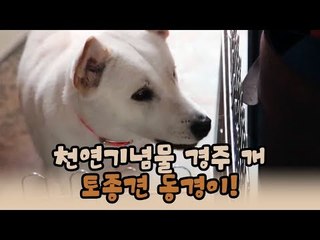 천연기념물 경주 개, 토종견 동경이! [윤형빈의 팔도견문록 시즌2] 7회