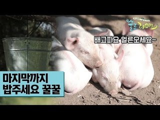 마지막까지 ‘밥주세요 꿀꿀’ [술로라이프] 5회