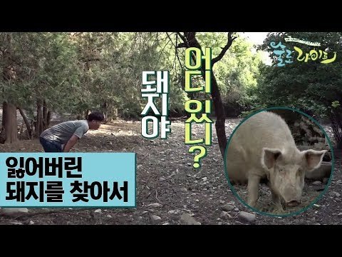 구성환·오대환, 잃어버린 돼지를 찾아서 [술로라이프] 2회