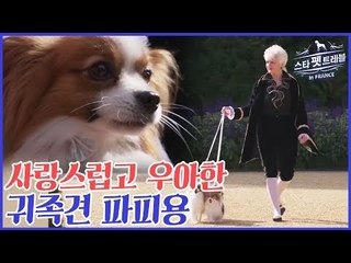 사랑스럽고 우아한 귀족견 파피용 [스타 펫 트래블 in 프랑스] 1회