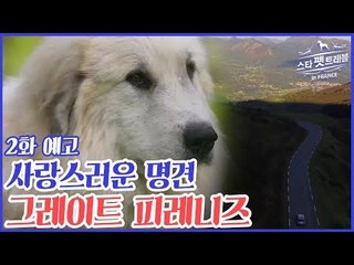 [2회 예고] 파비앙과 함께 스타 펫 트래블 in 프랑스, 11월 27일 (금) 밤 10시