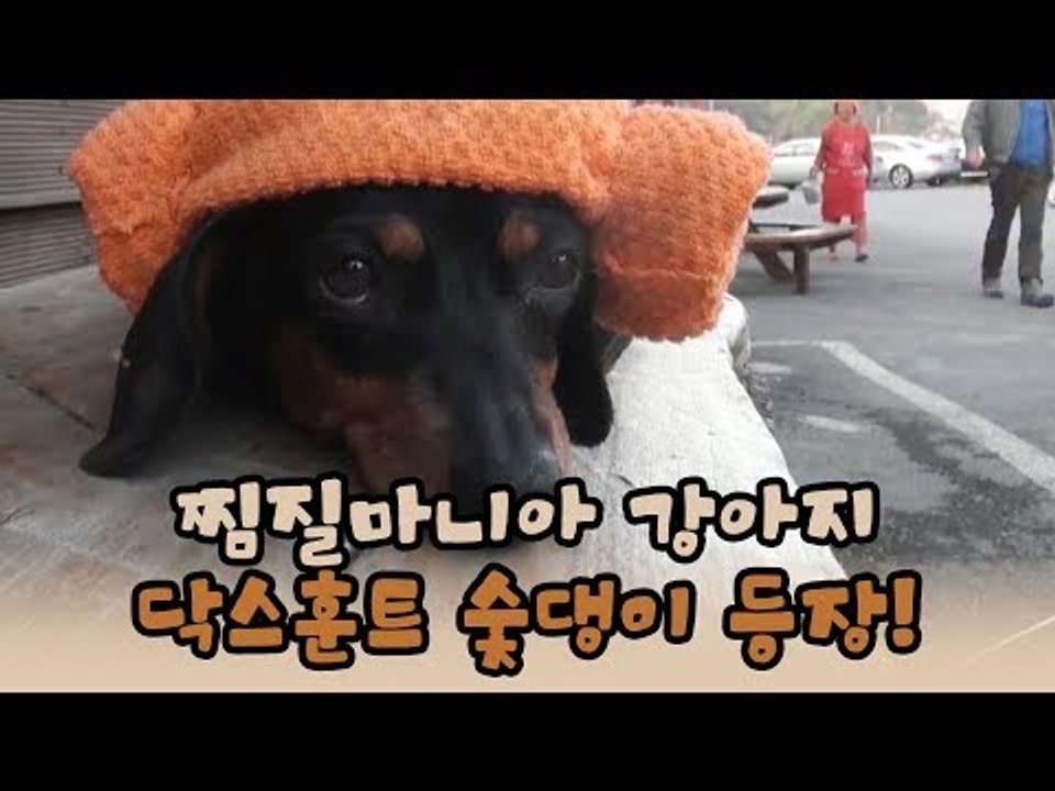 찜질마니아 강아지, 닥스훈트 숯댕이 등장! [윤형빈의 팔도견문록 시즌2] 8회