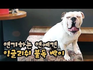라이징 스타, 연기하는 연예견 잉글리쉬 불독 빡이 [팔도견문록 시즌3] 6회