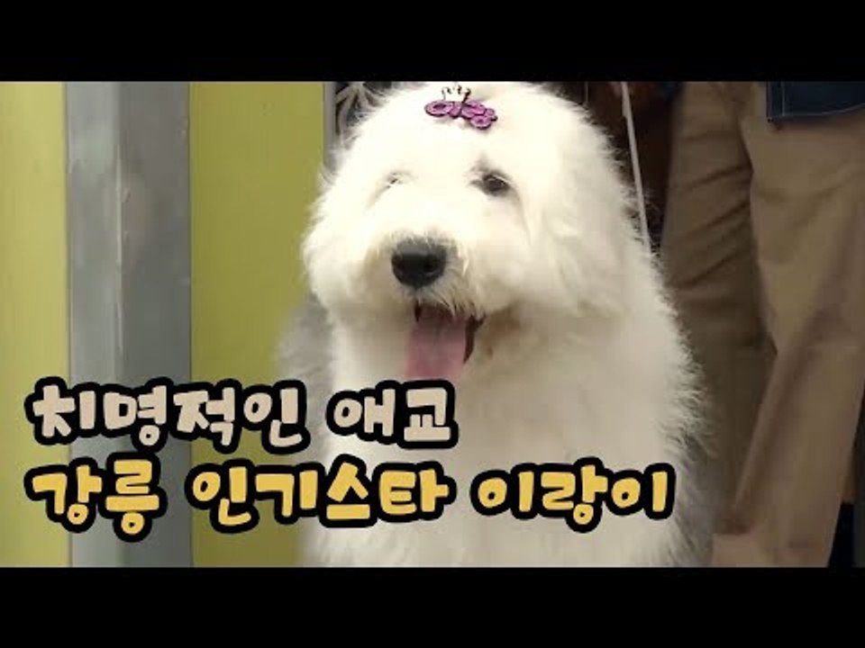 치명적인 애교, 강릉의 인기스타 이랑이 [팔도견문록 시즌3] 12회
