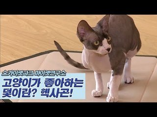 고양이가 좋아하는 덫이란? [마이펫연구소] 1회