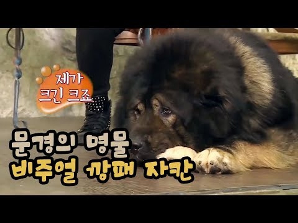 문경의 명물, 비주얼 깡패 자칸 [팔도견문록 시즌3] 12회