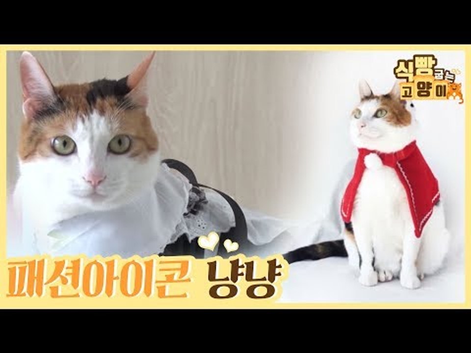 고양이계의 패션 아이콘 냥냥이 [식빵굽는 고양이] 1회