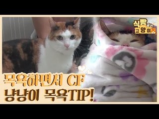 목욕하면서 CF 찍는 냥냥이, 목욕 팁 공개! [식빵굽는 고양이] 1회