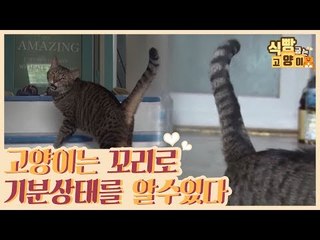 고양이는 꼬리로 기분 상태를 알 수 있다 [식빵굽는 고양이] 4회
