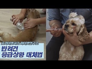 반려견 응급상황 대처법! [마이펫연구소] 12회
