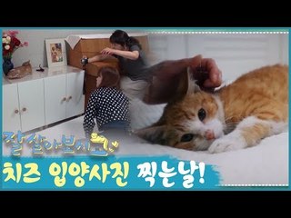 새끼 고양이 치즈 입양사진 찍는날 [잘살아보시고] 2회