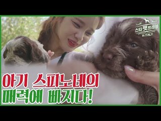 충성스럽고 용맹한 사냥견 이탈리안 스피노네 [스타 펫 트래블 in 이탈리아] 1회