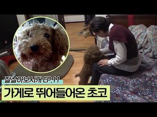 가게로 뛰어들어온 푸들 한마리 초코 [잘살아보시개 시즌2] 11회