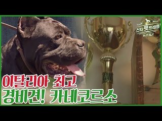 이탈리아 최고 경비견! 카네코르소 [스타 펫 트래블 in 이탈리아] 2회