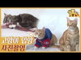 고양이 입양 프로필 사진촬영 [식빵굽는 고양이] 2회