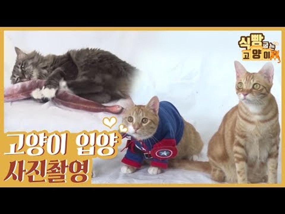 고양이 입양 프로필 사진촬영 [식빵굽는 고양이] 2회