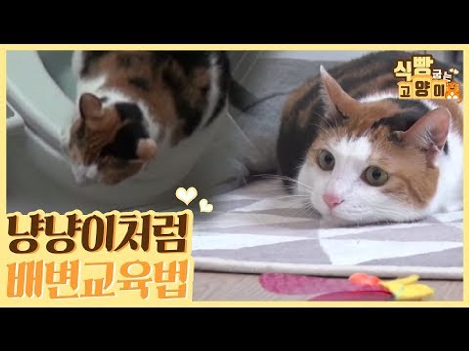 우리 집 냥이도 냥냥이처럼? 배변 교육법! [식빵굽는 고양이] 1회