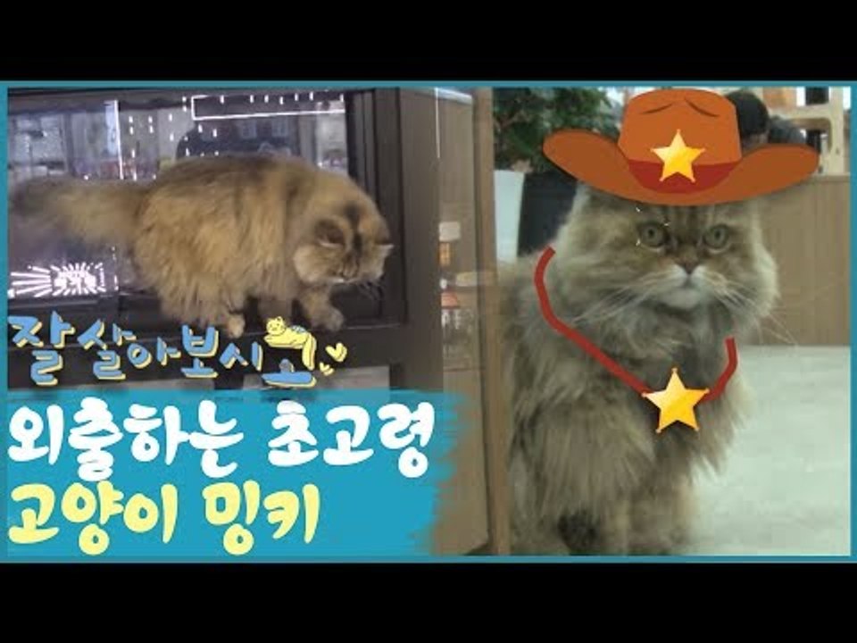 외출하는 초고령 고양이 밍키 [잘살아보시고] 1회