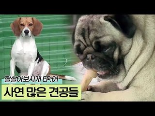 현수 씨와 함께하는 사연 많은 견공들 [잘살아보시개 시즌2] 1회